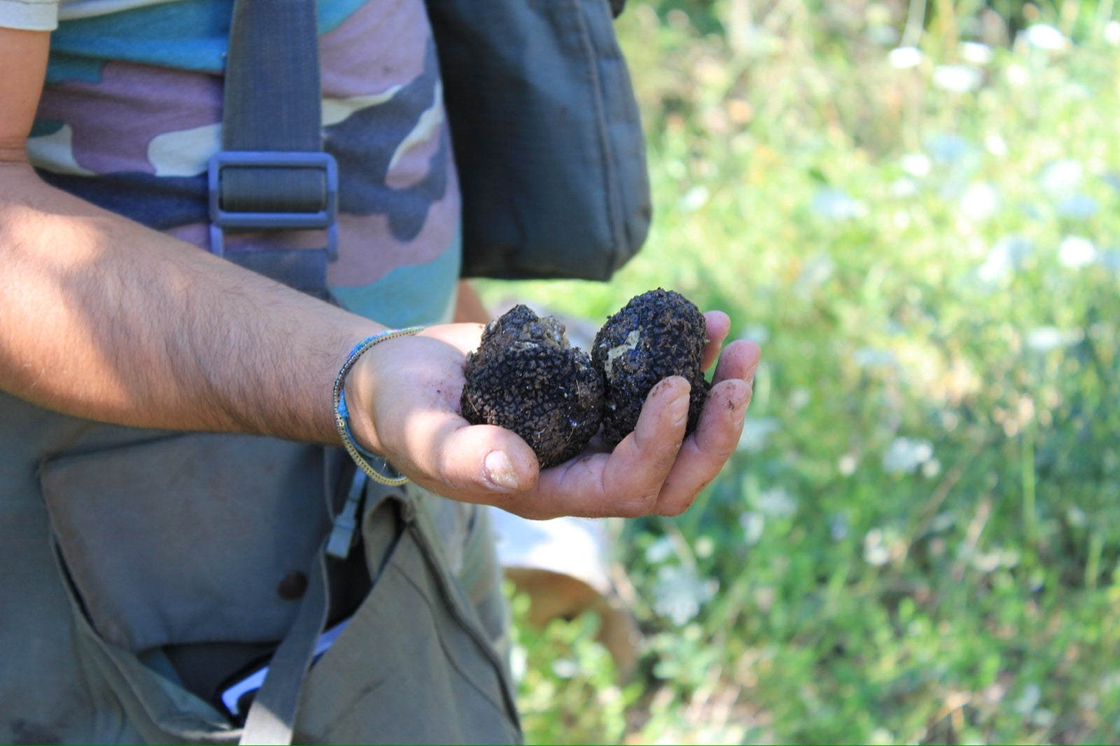 Freshly dug black truffles cradled in a forager's hand in the hills of Umbria, Italy