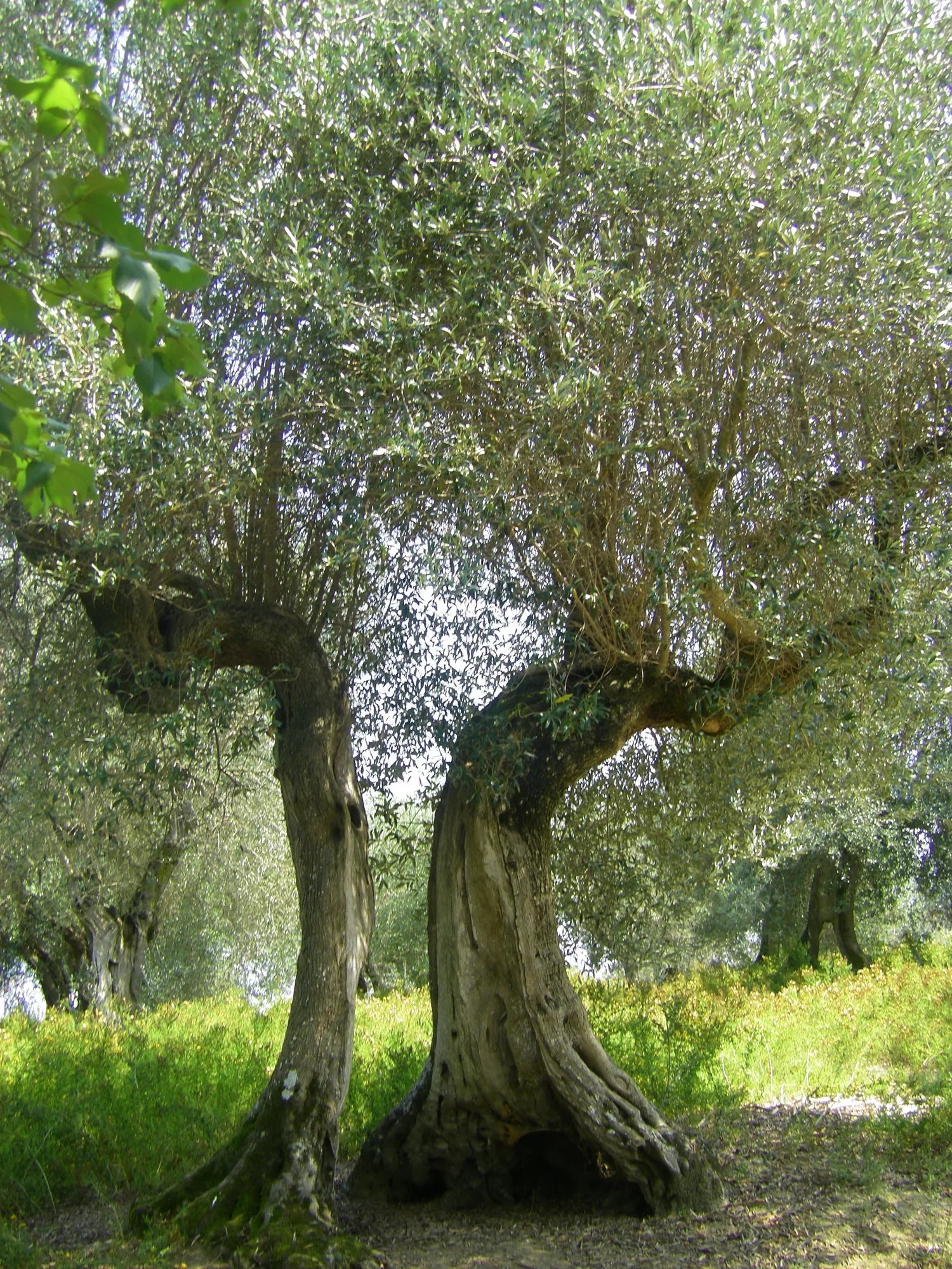 Gnarled centuries-old olive tree in an Italian grove