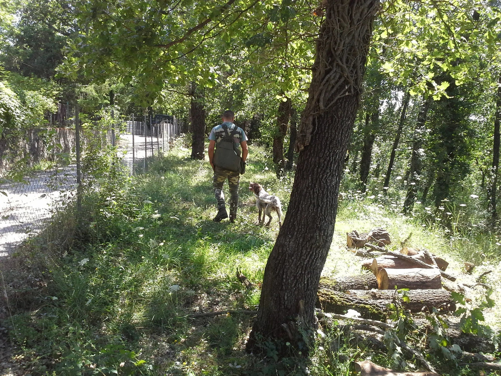 Truffle hunter and dog in an Umbrian oak wood